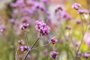Verbena bonar. 'Lollipop' - 3 Ltr pot - image 3