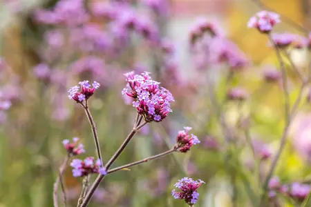 Verbena bonar. 'Lollipop' - PLUG/CELGROWN 100 CEL TRAY - image 3