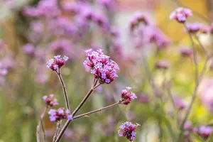 Verbena bonar. 'Lollipop' - PLUG/CELGROWN 100 CEL TRAY - image 3