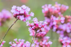 Verbena bonar. 'Lollipop' - 2 Ltr pot - image 5