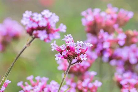 Verbena bonar. 'Lollipop' - PLUG/CELGROWN 100 CEL TRAY - image 5