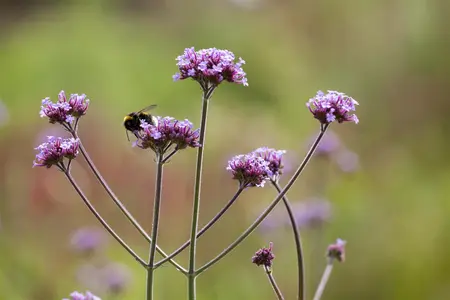 Verbena bonar. 'Royal Dreams' - 3 Ltr pot - image 1