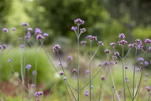 Verbena bonar. 'Royal Dreams' - 3 Ltr pot - image 2