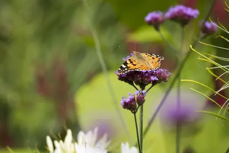 Verbena bonar. 'Royal Dreams' - 3 Ltr pot - image 5