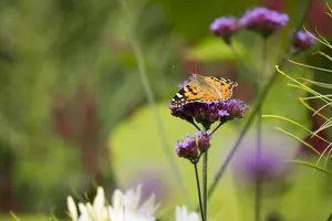 Verbena bonar. 'Royal Dreams' - 3 Ltr pot - image 5