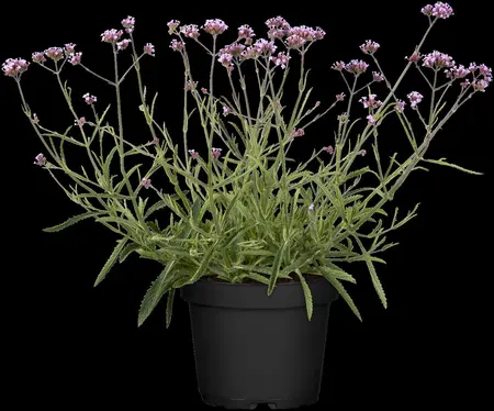 Verbena bonar. 'Royal Dreams' - 3 Ltr pot - image 3