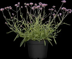 Verbena bonar. 'Royal Dreams' - 3 Ltr pot - image 3