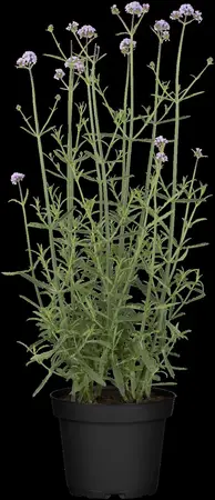 Verbena bonar. 'Royal Dreams' - 3 Ltr pot - image 4