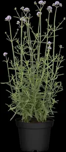 Verbena bonar. 'Royal Dreams' - 3 Ltr pot - image 4