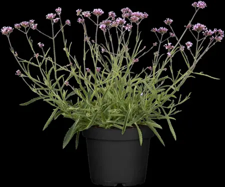 Verbena bonar. 'Vanity' - 2 Ltr pot - image 3