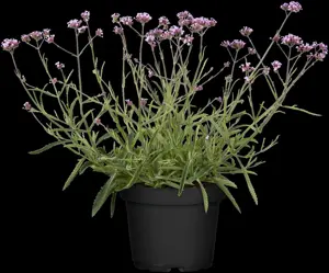 Verbena bonar. 'Vanity' - 2 Ltr pot - image 3