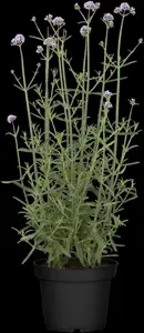Verbena bonar. 'Vanity' - 2 Ltr pot - image 4