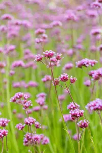 Verbena bonariensis - 5 Ltr pot - image 5