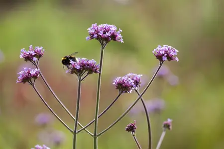 Verbena bonariensis - 5 Ltr pot - image 1