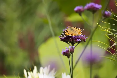 Verbena bonariensis - 5 Ltr pot - image 3