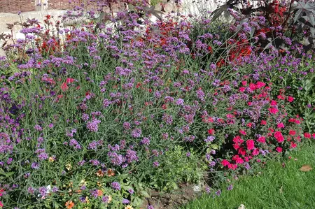 Verbena bonariensis - 5 Ltr pot - image 4