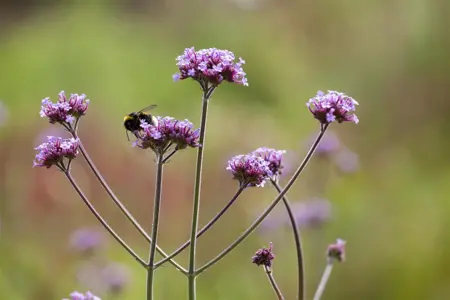Verbena bonariensis 'Bonnie Blue' - P9 - image 1