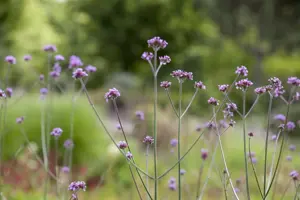 Verbena bonariensis 'Bonnie Blue' - P9 - image 2