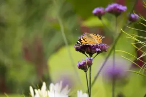 Verbena bonariensis 'Bonnie Blue' - P9 - image 5