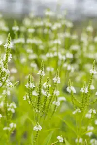 Verbena hastata 'Alba' - P9 - image 2