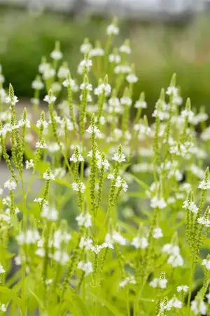 Verbena hastata 'Alba' - P9 - image 2