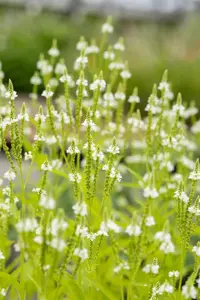 Verbena hastata 'Alba' - P9 - image 2