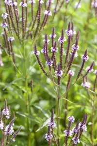 Verbena hastata 'Pink Spires'