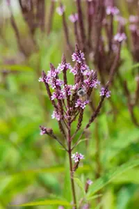 Verbena hastata 'Pink Spires' - P9 - image 2