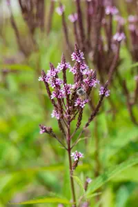 Verbena hastata 'Pink Spires' - P13 - image 2