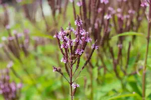 Verbena hastata 'Pink Spires' - P9 - image 3