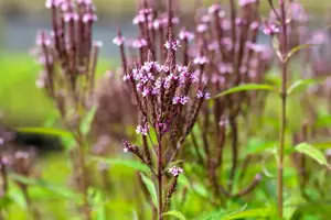 Verbena hastata 'Pink Spires' - P9 - image 4