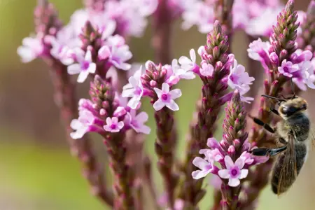Verbena hastata 'Pink Spires' - P9 - image 5