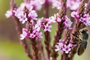 Verbena hastata 'Pink Spires' - P9 - image 5