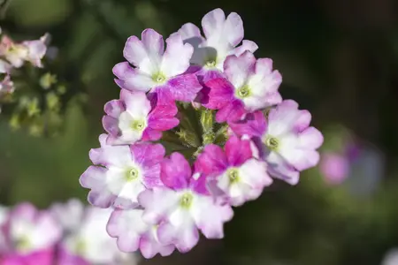 Verbena 'Lavender Spires' - 2 Ltr pot - image 1