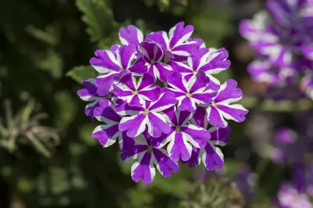 Verbena 'Lavender Spires' - 2 Ltr pot - image 2