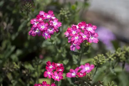 Verbena 'Lavender Spires' - 2 Ltr pot - image 3