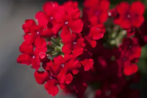 Verbena 'Lavender Spires' - 2 Ltr pot - image 5