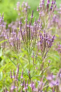Verbena officinalis - P9