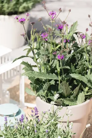 Verbena rigida 'Fliederblau' - 3 Ltr pot - image 3