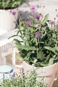 Verbena rigida 'Fliederblau' - 3 Ltr pot - image 3