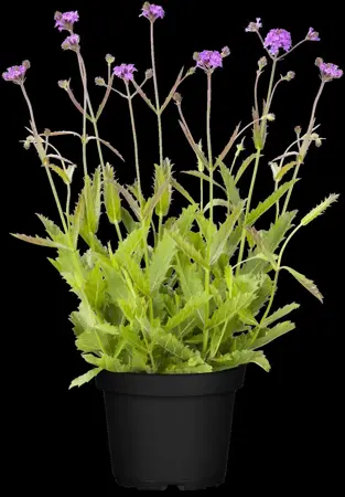 Verbena rigida 'Fliederblau' - 3 Ltr pot - image 1