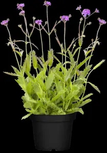 Verbena rigida 'Fliederblau' - 3 Ltr pot - image 5