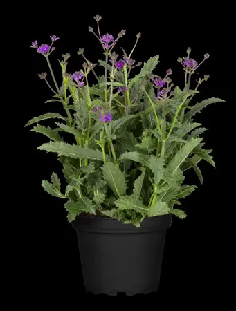 Verbena rigida 'Fliederblau' - 3 Ltr pot - image 5