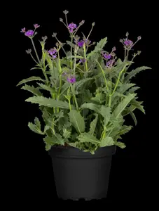 Verbena rigida 'Fliederblau' - 3 Ltr pot - image 5
