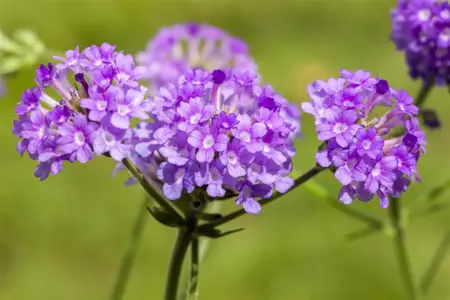 Verbena rigida 'Fliederblau' - 3 Ltr pot - image 2