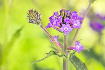 Verbena rigida 'Fliederblau' - 3 Ltr pot - image 4