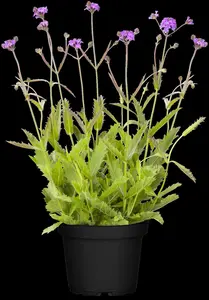Verbena rigida 'Lilacina'