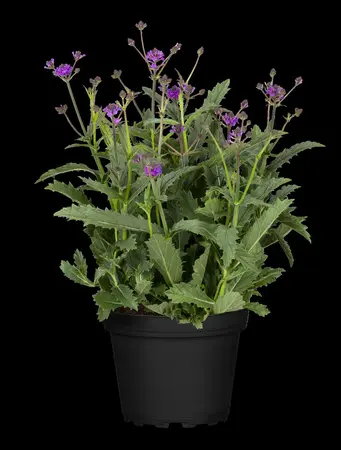 Verbena rigida 'Lilacina' - P9 - image 5