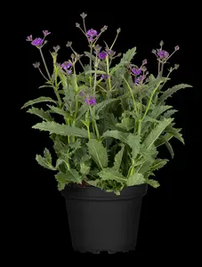 Verbena rigida 'Lilacina' - P9 - image 5