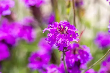 Verbena rigida 'Venosa' - 5 Ltr pot - image 1